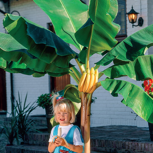Image of Cucumbers banana tree companion plant